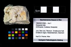 Foto (Objekt + Etikett) von Decapoda indet.  (NHMW-GEO-1990-0041-2584)